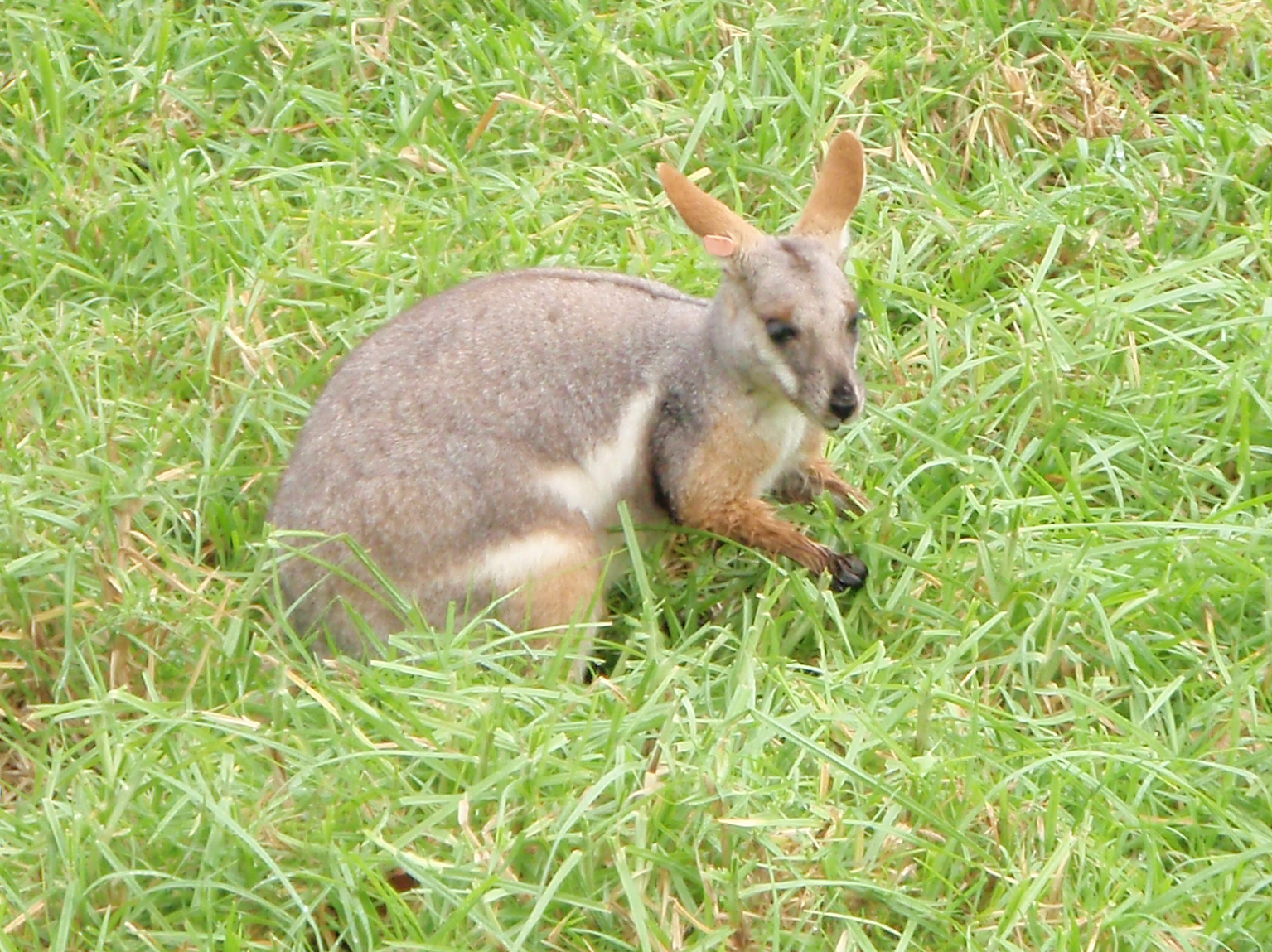 Yellow-tailed wallaby at the Adelaide Zoo