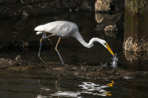 Fishing Egret