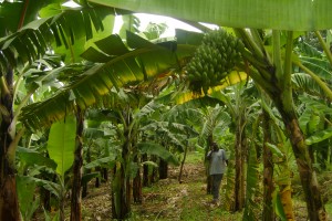 farmer in banana farm