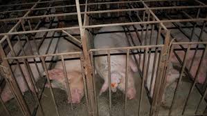 pigs in sow stalls