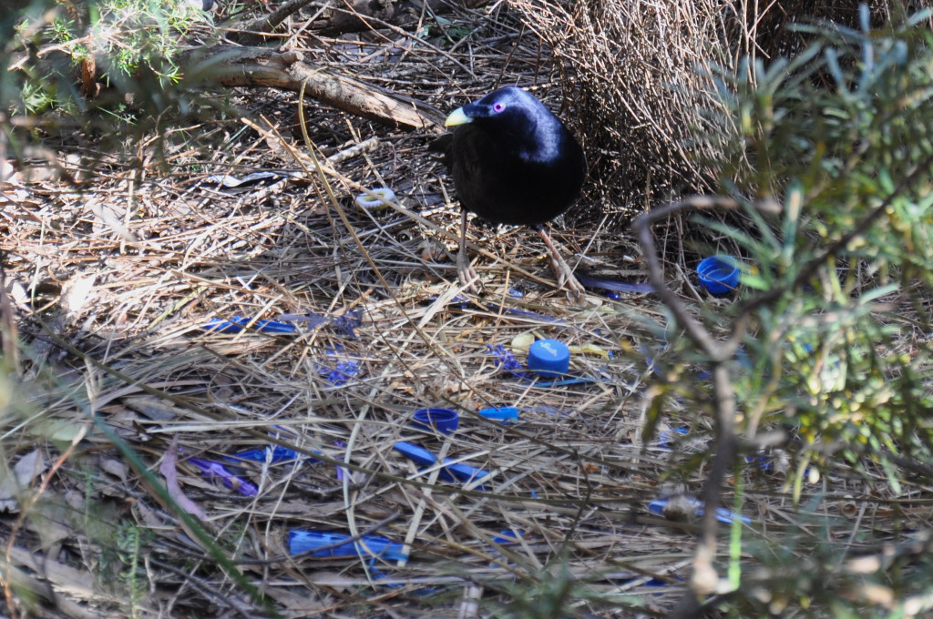 Male bird builds bower of blue objects