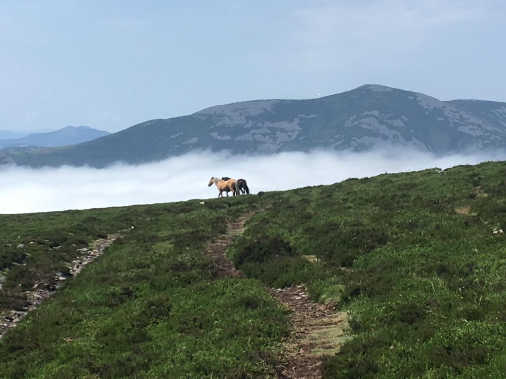 Horses on the Camino de Primitivo 