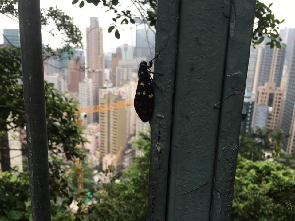Cicada in foreground overlooking buildings in HK