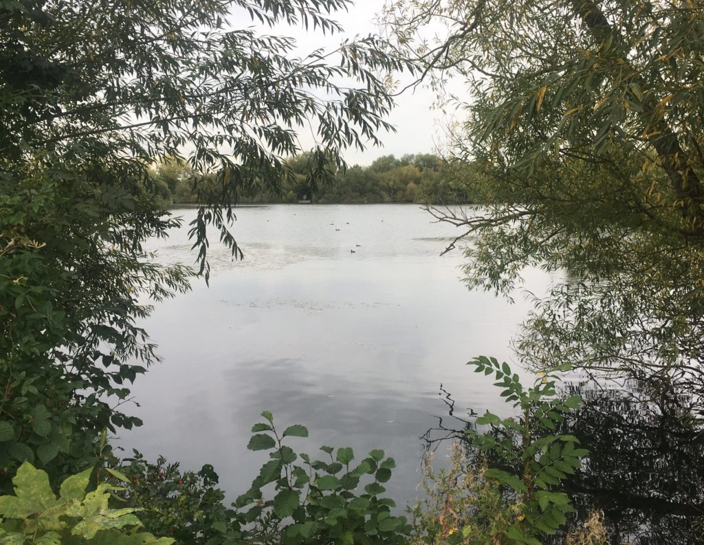 Cheshunt Lake in the Lee Valley is home to ducks, herons and moorhens and other birds I didn't see!
