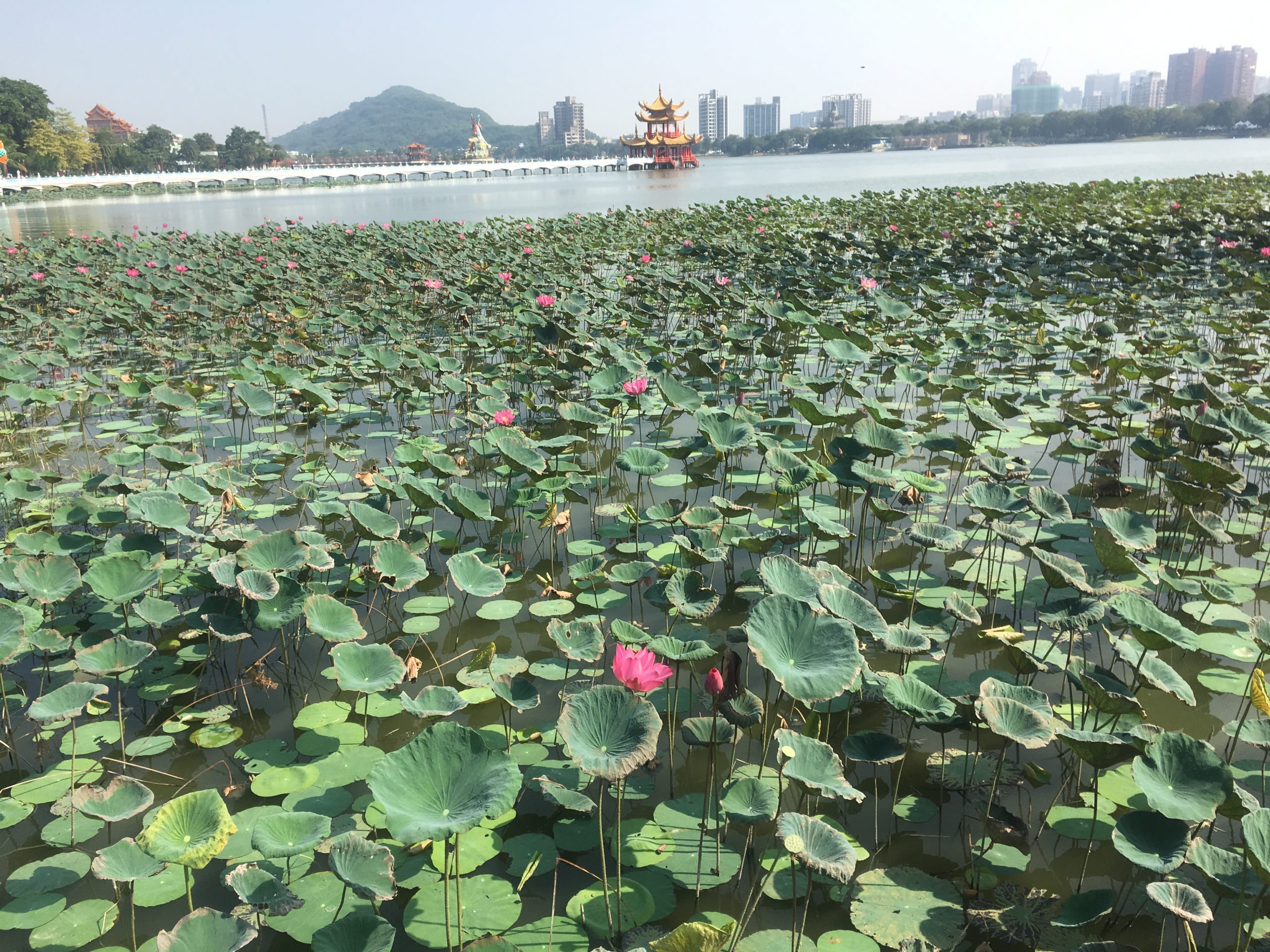 Lotus at Lotus Pond