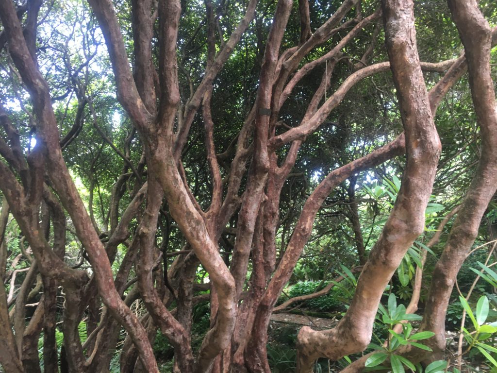 Rhododendren Dell in Dunedin Botanical Gardens