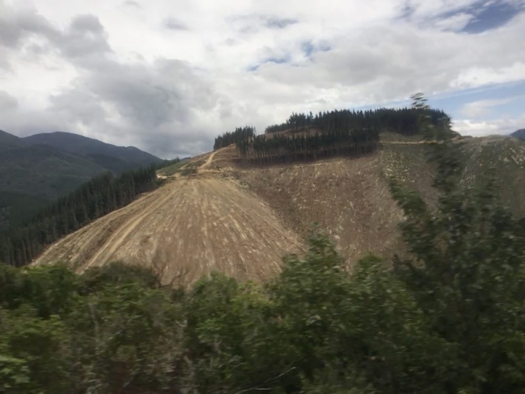 pine trees harvested on the tourist roads of NZ