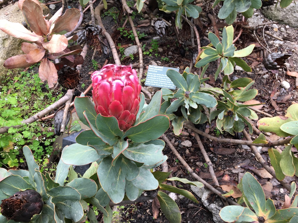Protea in South African Garden