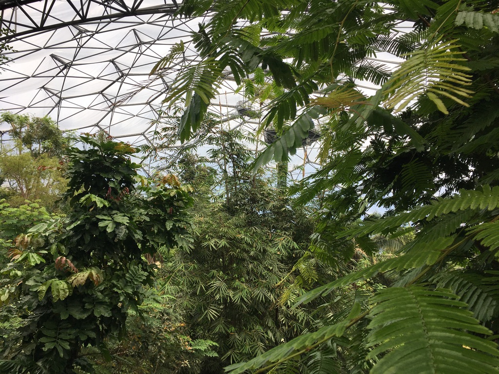 Rainforest canopy leaves 