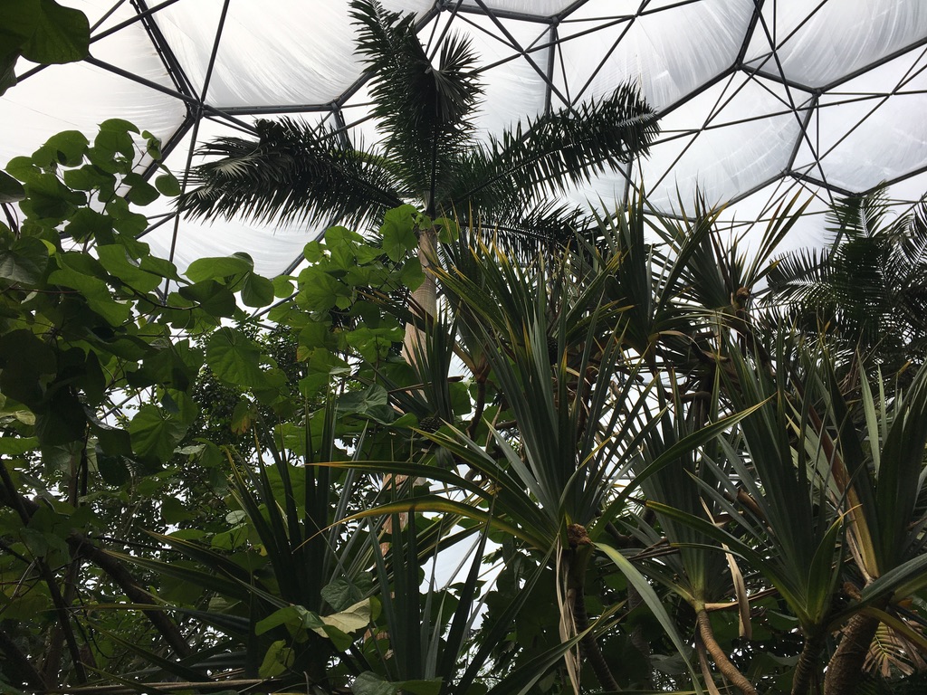 Rainforest canopy brushing the top of the biome