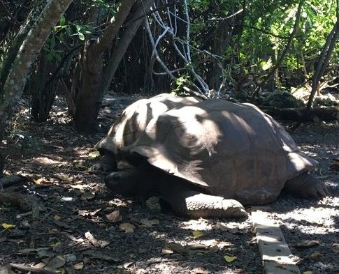 Relaxed Giant Tortoise on the Ile aux Aigrettes Nature Reserve