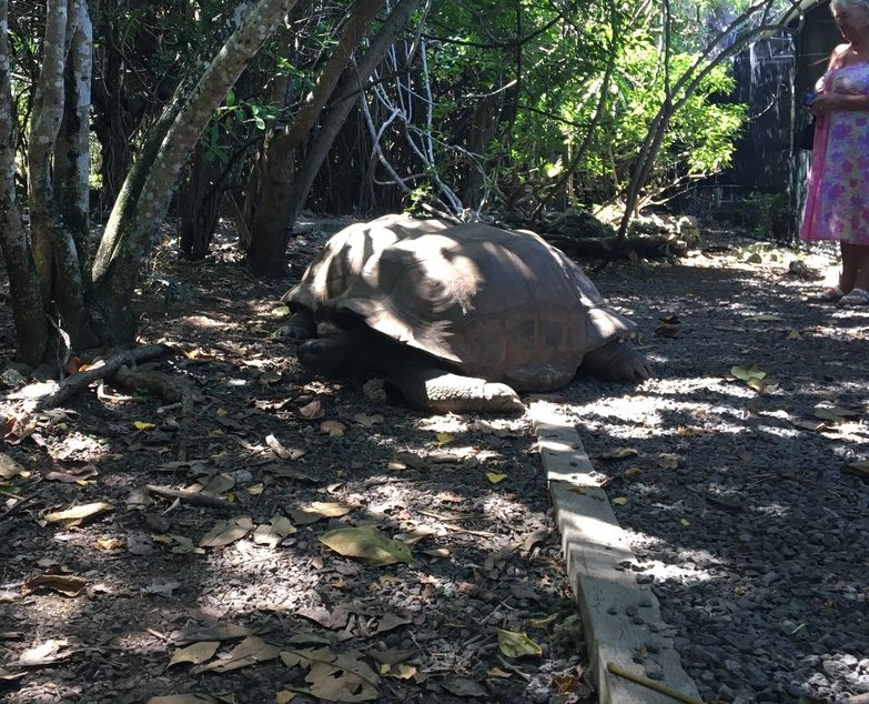 Relaxed Giant Tortoise on the Ile aux Aigrettes Nature Reserve