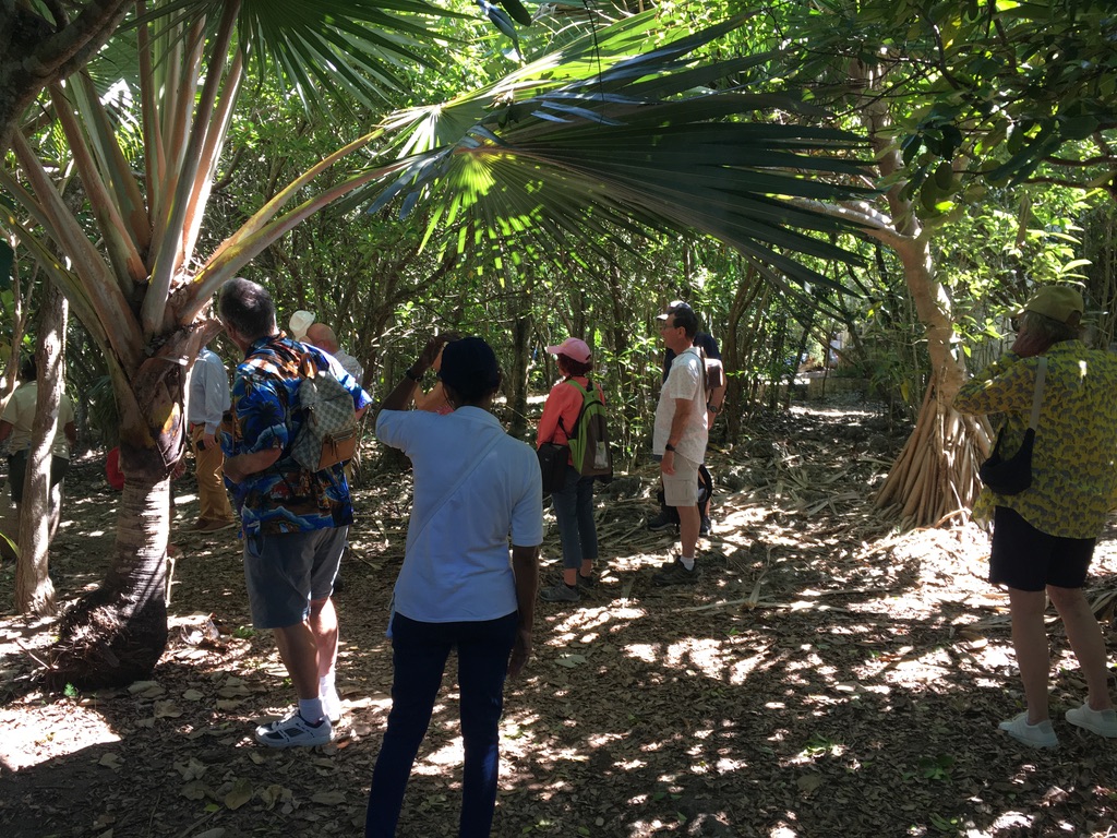 Rare indigenous trees are protected on Ile aux Aigrettes Nature Reserve