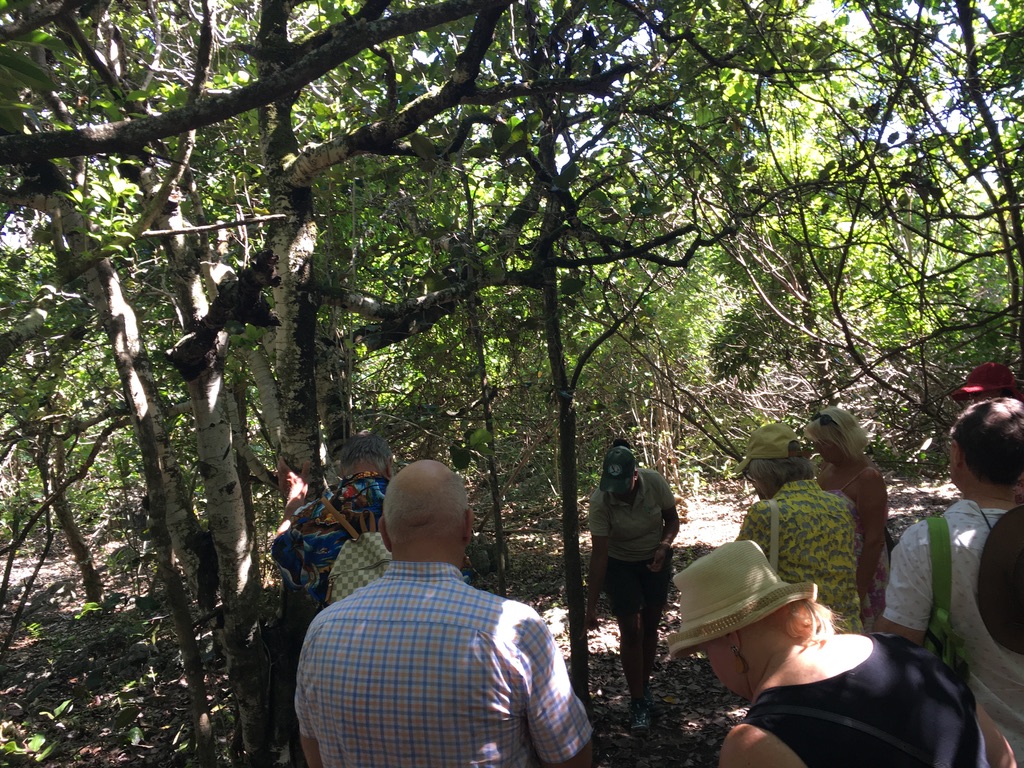 Indigenous Ebony Tree protected on Ile Aux Aigrettes Nature Reserve