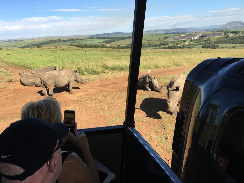 Rhinos block the road in Wildlife Park near Durban