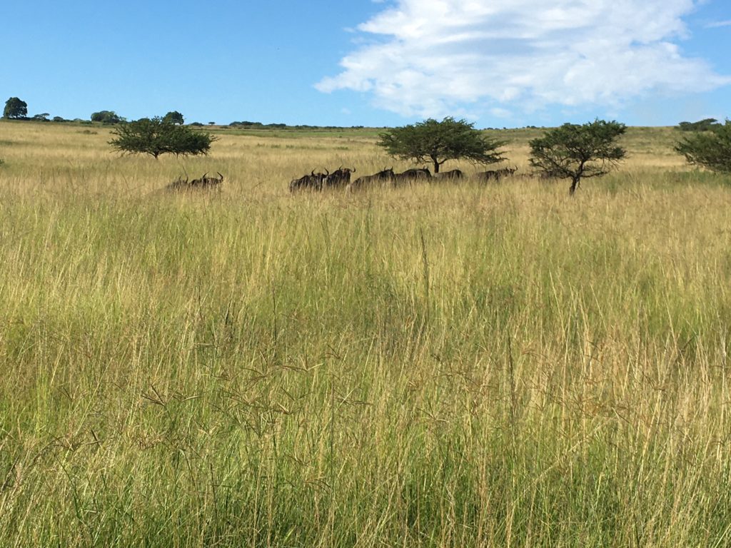 Wilderbeest under acacia trees in Wildlife park near Durban