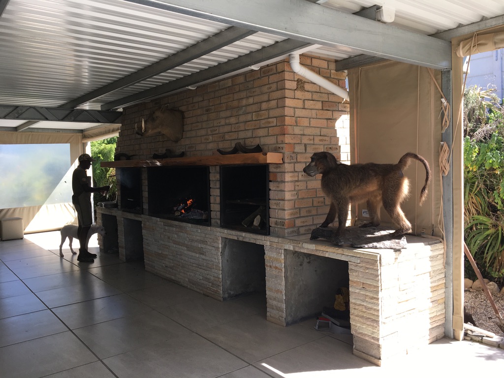 South African Braai. Man cooks meat at large covered BBQ. A stuffed baboon and a boar's head watch him.