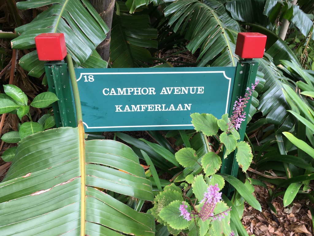Camphor Ave in Kirstenbosch National Botanic Garden, SA