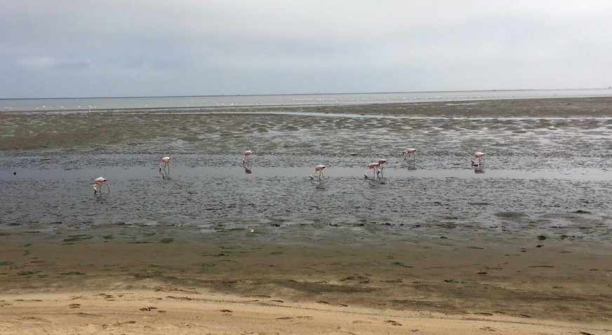 Small selection of many flamingos, Walvis Bay, Namibia