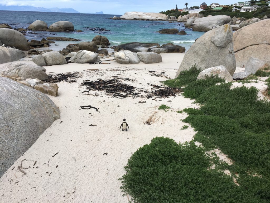 African Penguin marching in from working in the sea at Boulder Beach SA