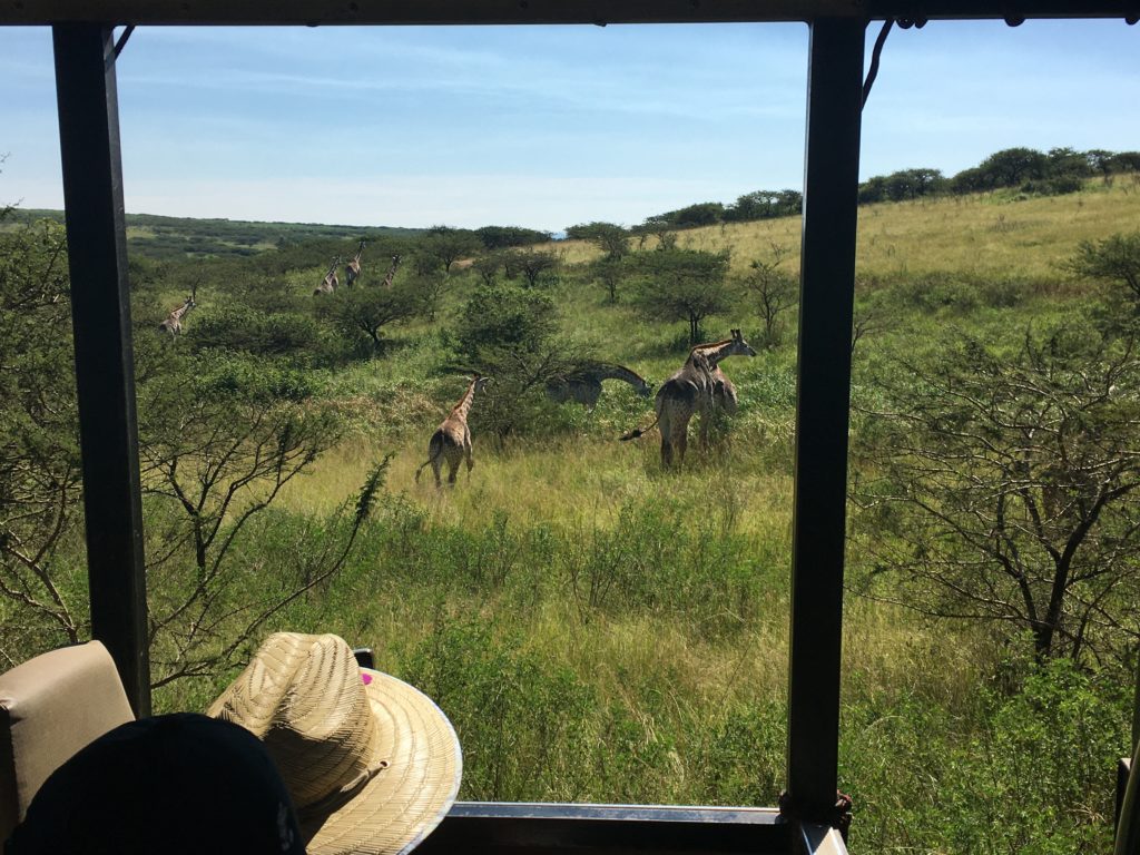 Giraffes loping gracefully towards our 'jeep' - scared up by the ranger on the Wildlife Park near Durban