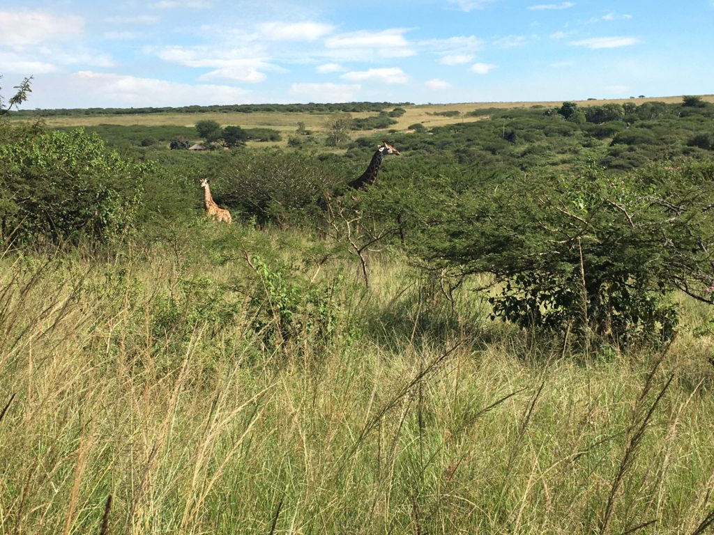 Giraffes, in the 'wild' seen from a 'jeep' in a Wildlife Park near Durban